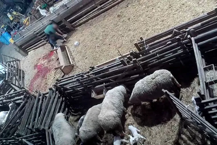 Versteckte Kameras filmen illegales Schlachten im Landkreis Neuwied - ANINOVA deckt Tierquälerei auf Bild: Versteckte Kameras filmen illegales Schlachten im Landkreis Neuwied - ANINOVA deckt Tierquälerei auf