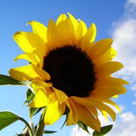 Unfallversicherung ohne Gesundheitsfragen Bild: Unfallversicherung ohne Gesundheitsfragen