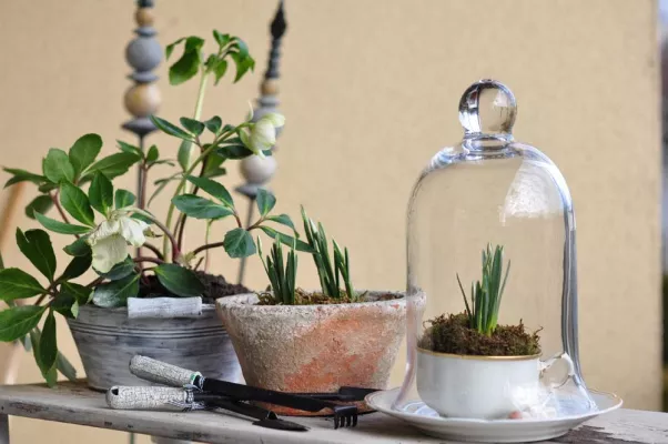 Großer Nutzen zum kleinen Preis: Drei Tipps für die Pflanzenaufzucht im Frühjahr Bild: Großer Nutzen zum kleinen Preis: Drei Tipps für die Pflanzenaufzucht im Frühjahr