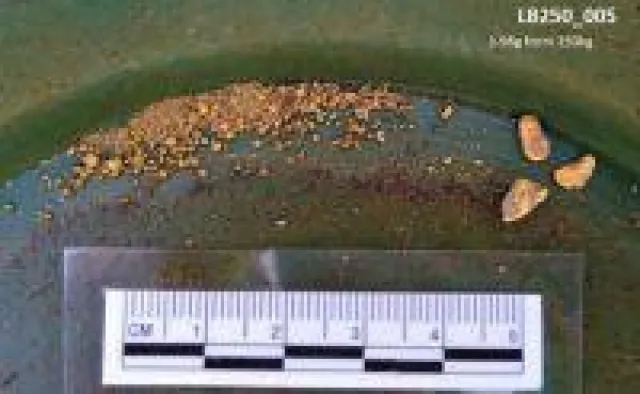 Bild: De Grey Mining: Metallurgische Tests liefern "bahnbrechende" Ergebnisse