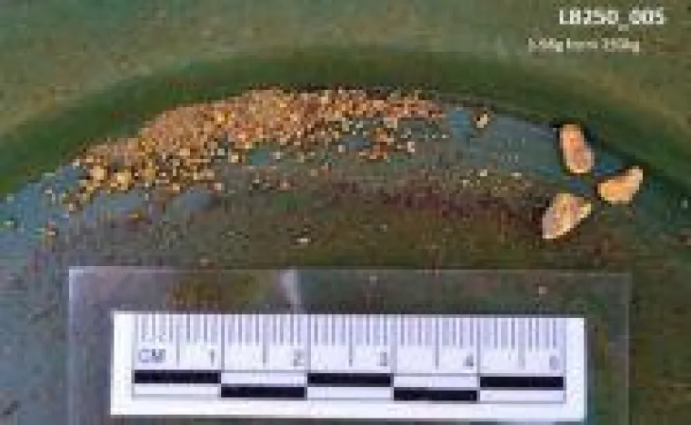 De Grey Mining: Metallurgische Tests liefern "bahnbrechende" Ergebnisse Bild: De Grey Mining: Metallurgische Tests liefern "bahnbrechende" Ergebnisse