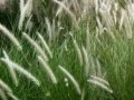 Bild: IgE und IgG sind keine Allergie-Indikatoren