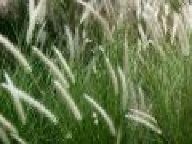 IgE und IgG sind keine Allergie-Indikatoren Bild: IgE und IgG sind keine Allergie-Indikatoren