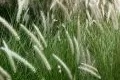 IgE und IgG sind keine Allergie-Indikatoren Bild: IgE und IgG sind keine Allergie-Indikatoren