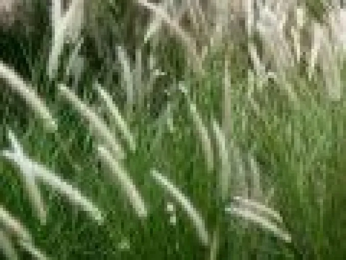 Bild: IgE und IgG sind keine Allergie-Indikatoren
