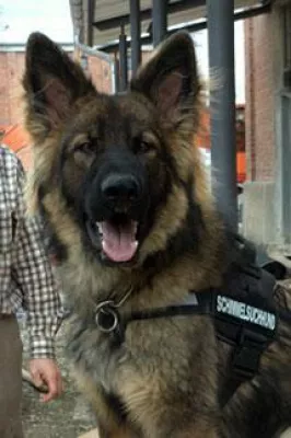 Bild: Schimmelspürhund Fite von der Schimmelsuchhundestaffel Bayern und Tirol nimmt seinen Dienst auf…