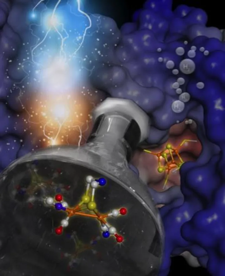 Chemistry meets biology: synthetic inorganic complexes can be incorporated into hydrogenases to make active hydrogen producing semisynthetic enzymes. ((c) MPI CEC)