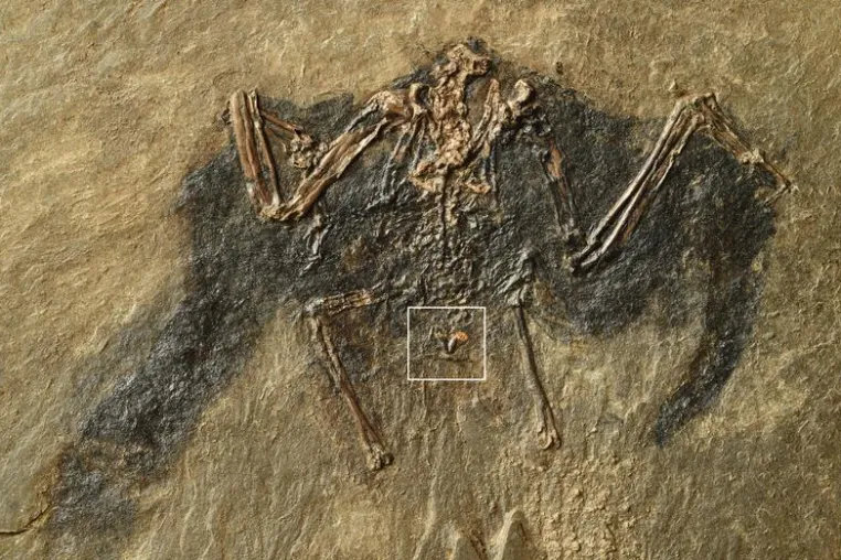 Bild: Uralt-Pflegeöl: Forscher finden 48 Millionen Jahre alte Fette in Vogelfossil