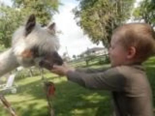 Alpakatrekkingtouren mitten in Mecklenburg Bild: Alpakatrekkingtouren mitten in Mecklenburg