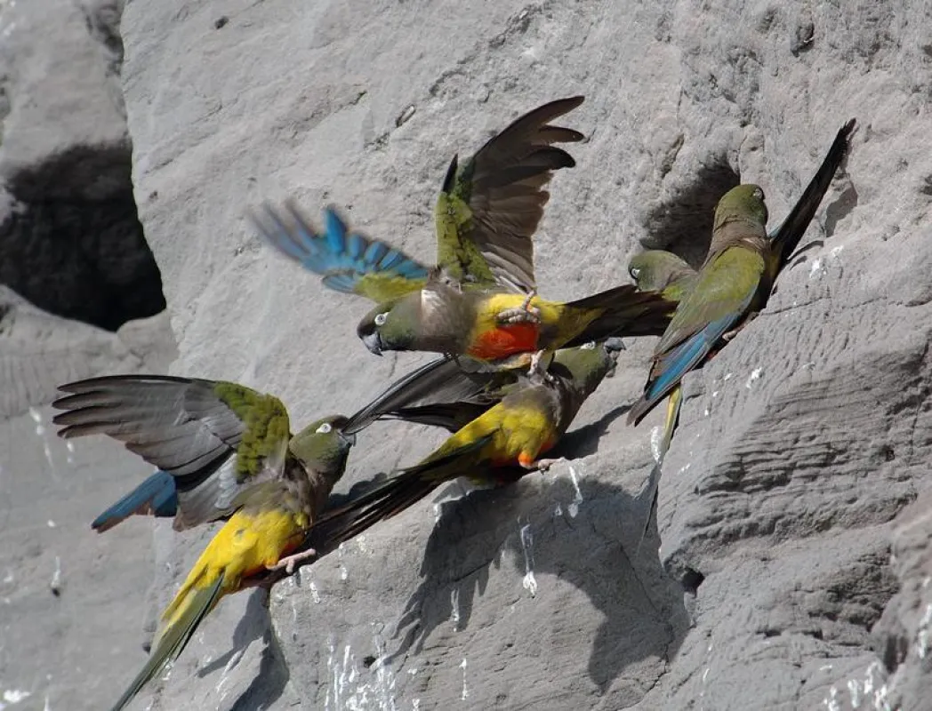Burrowing Parrots in Patagonia: They also belong to the endangered species.  (Photo: Bill Conway)