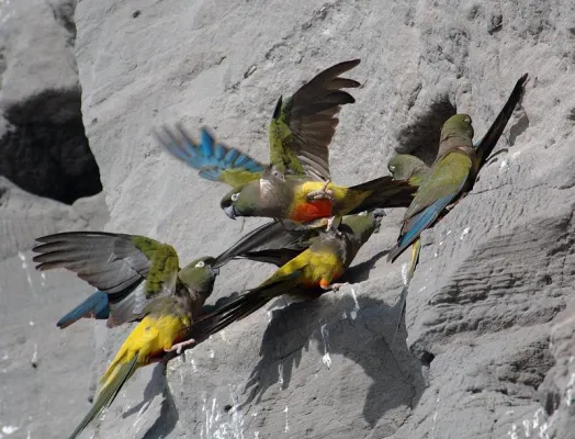 Bild: Conservationists are sounding the alarm: parrots much more threatened than assumed