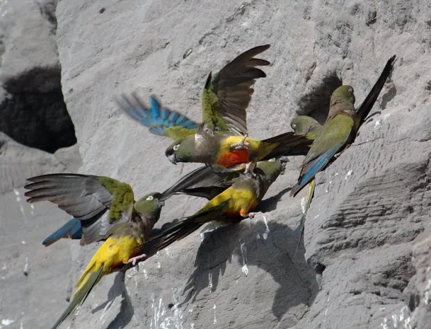 Bild: Conservationists are sounding the alarm: parrots much more threatened than assumed
