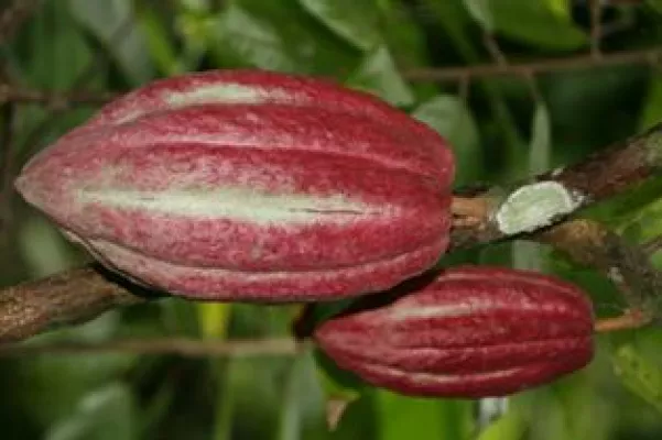 Nicht hybridisierte Biokakaobohnen für Ihre Blutgefäße. Deren Schalen für den Garten Bild: Nicht hybridisierte Biokakaobohnen für Ihre Blutgefäße. Deren Schalen für den Garten