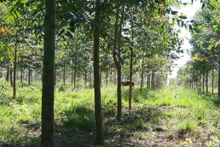 Waldinvestment - Nachhaltige Geldanlage in den Rohstoff Holz Bild: Waldinvestment - Nachhaltige Geldanlage in den Rohstoff Holz
