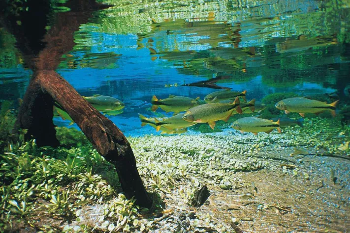 Bild: Auf Achse im nördlichen Pantanal