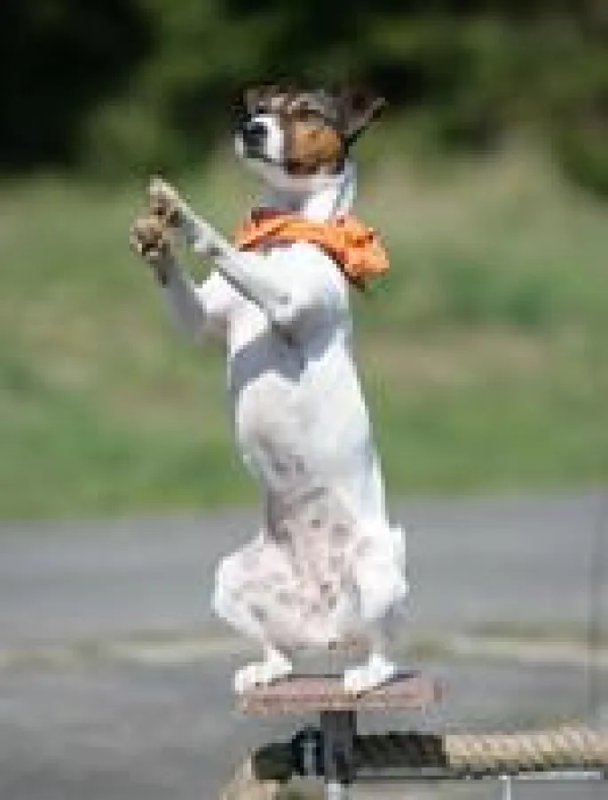 Medien-Profis: Die Trick Dogs touren durch ganz Europa!