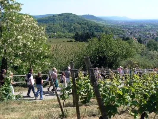 Bild: Weinlagenwanderung an der Bergstrasse am 1. Mai