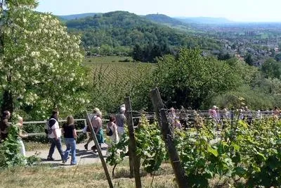 Bild: Weinlagenwanderung an der Bergstrasse am 1. Mai