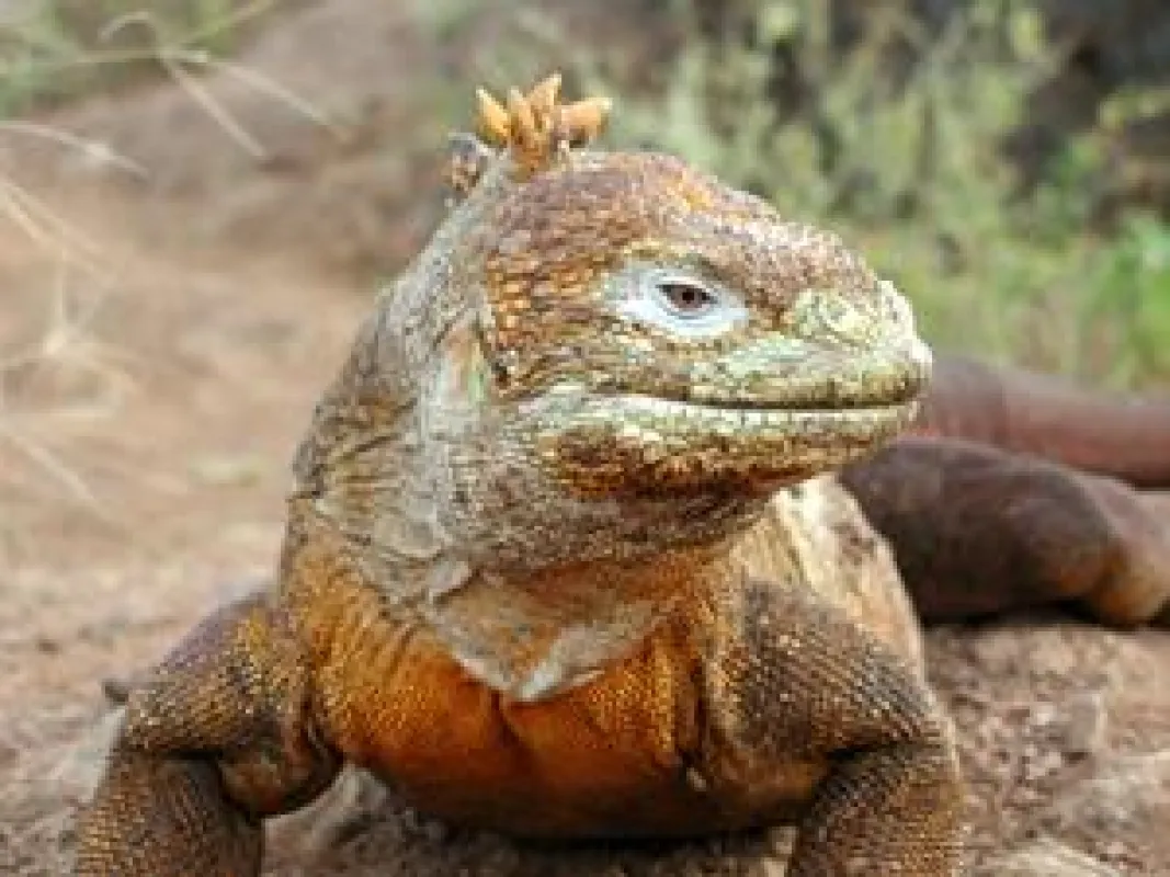 Viele Leguanarten sind auf den Galapagos-Inseln heimisch (Foto: TOUR VITAL)