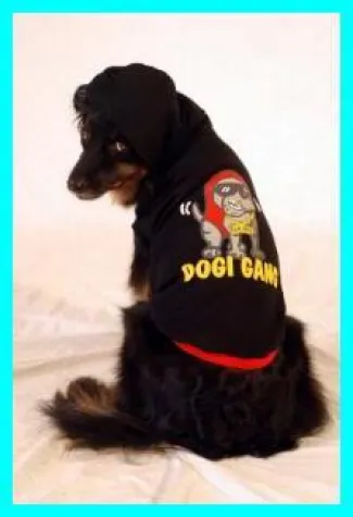 Bild: Hundeschule, Beschäftigung und Freizeit - ein Hundeleben voller Spaß