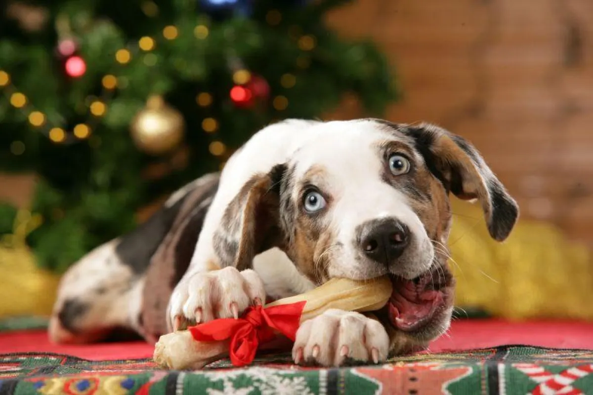 Hundeglück unterm Weihnachtsbaum: 75% der deutschen Tierhalter beschenken zu Weihnachten ihre Haustiere.