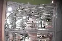 Bild: Deutscher-Tierhilfe-Verband überprüfte 20 Tierhandlungen in Hamburg