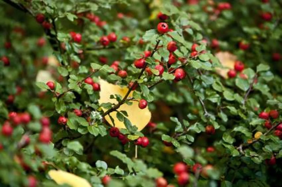 Der Garten kann auch im Winter schön sein - mit PflanzenGarten24.de