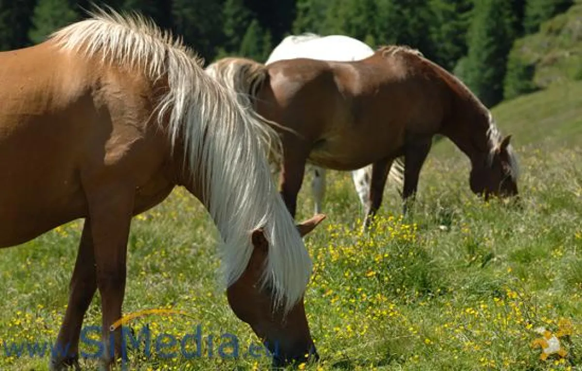 die Haflinger