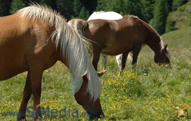 Bild: Die Haflinger - zu Hause in Südtirol