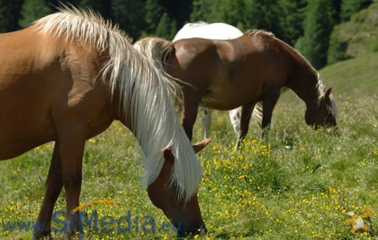 Bild: Die Haflinger - zu Hause in Südtirol