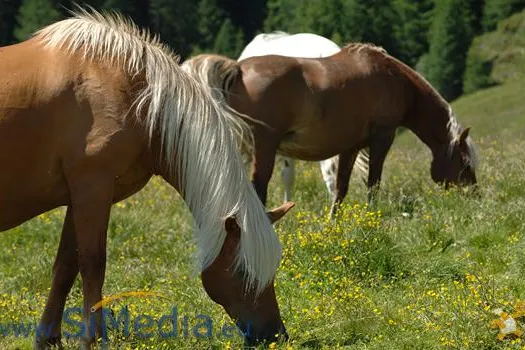 Bild: Die Haflinger - zu Hause in Südtirol