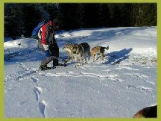 Bild: Bayerischer Wald Winterurlaub mit Hund in Bayern