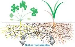 Teamwork seit 460 Millionen Jahren – Mykorrhiza-Bodenpilze und Pflanzen Bild: Teamwork seit 460 Millionen Jahren – Mykorrhiza-Bodenpilze und Pflanzen
