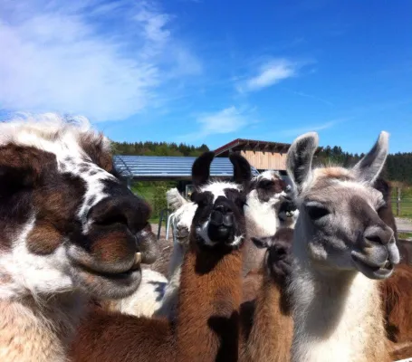 Eine Lama-Wanderung mit tierischem Charme – Lamaland-Loher im oberbayrischen Aying Bild: Eine Lama-Wanderung mit tierischem Charme – Lamaland-Loher im oberbayrischen Aying