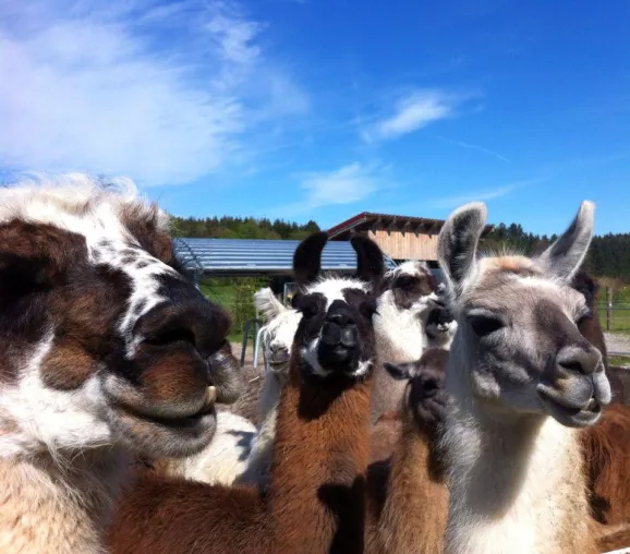 Bild: Eine Lama-Wanderung mit tierischem Charme – Lamaland-Loher im oberbayrischen Aying
