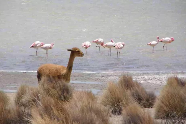 Bild: Auf der Panamericana durch ganz Amerika