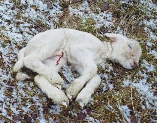 Bild: Baden-Württemberg: CDU und FDP planen Abschaffung der Tierschutz-Verbandsklage nach der Landtagswahl