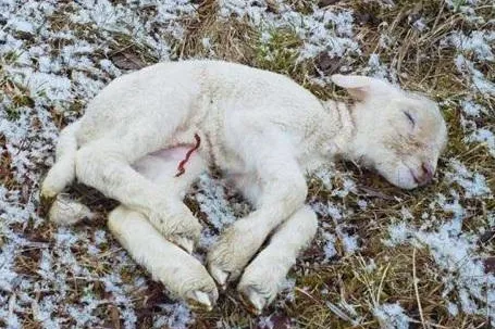 Baden-Württemberg: CDU und FDP planen Abschaffung der Tierschutz-Verbandsklage nach der Landtagswahl Bild: Baden-Württemberg: CDU und FDP planen Abschaffung der Tierschutz-Verbandsklage nach der Landtagswahl