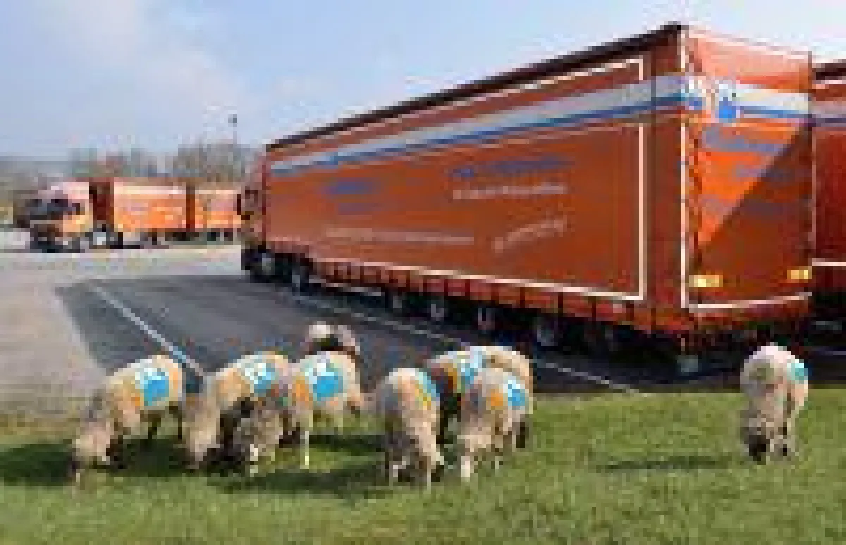 Acht Schafe sind die neuen Mitarbeiter in der Spedition Rüdinger in Krautheim, Hohenlohe. Foto: Peter Bach jr.