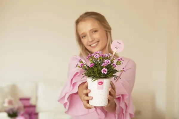Bild: Liebevolles Geschenk, stylische Tischdeko und robuste Gartenstaude: die Mininelke "Pink Kisses"