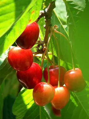 Im Juni gibt’s Süßes: Gut Kirschen essen in Lovran Bild: Im Juni gibt’s Süßes: Gut Kirschen essen in Lovran