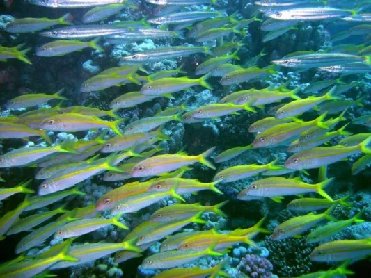 Bild: Ausstellung Darwin meets Business: Von der Natur für die Wirtschaft lernen