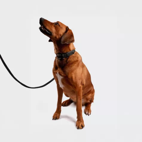 Bild: Siliena – Neue Premium-Marke für handgefertigte Hundeaccessoires aus Echtleder