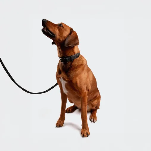 Bild: Siliena – Neue Premium-Marke für handgefertigte Hundeaccessoires aus Echtleder