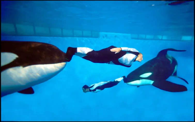 Bild: SeaWorld mit völlig neuer Shamu-Show