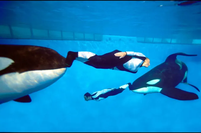 SeaWorld mit völlig neuer Shamu-Show Bild: SeaWorld mit völlig neuer Shamu-Show