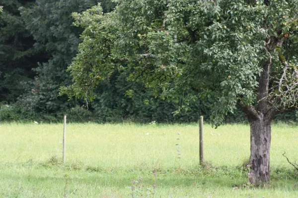 Bild: Buch- und Geschenktipp: Kein Jahr wie das andere
