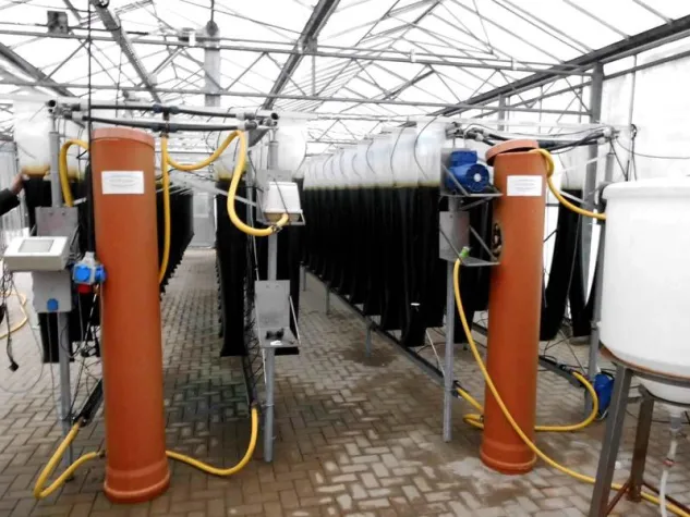 Reinalgen aus Deutschland Bild: Reinalgen aus Deutschland