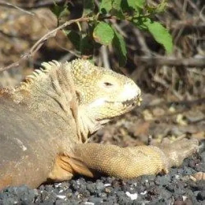 Bild: Günstig nach Ecuador und Galapagos - Sonderangebote für exklusive Kreuzfahrten in der Nebensaison