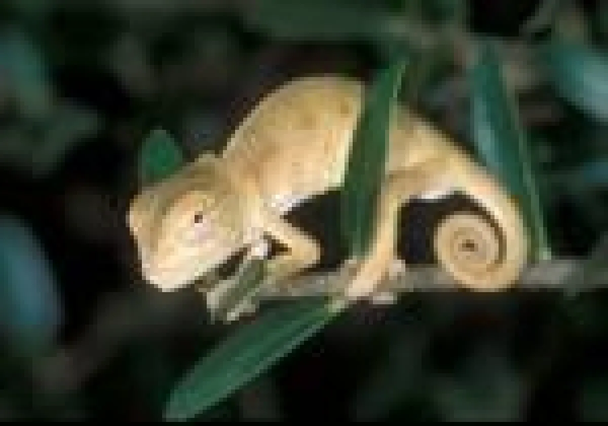 Exotische Haustiere können gefährlich sein